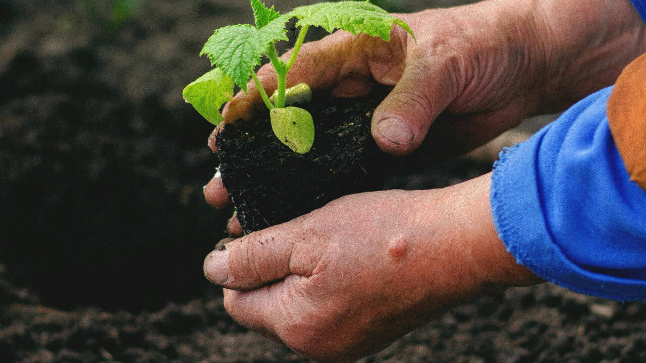 Tamara Elnova/Pexels