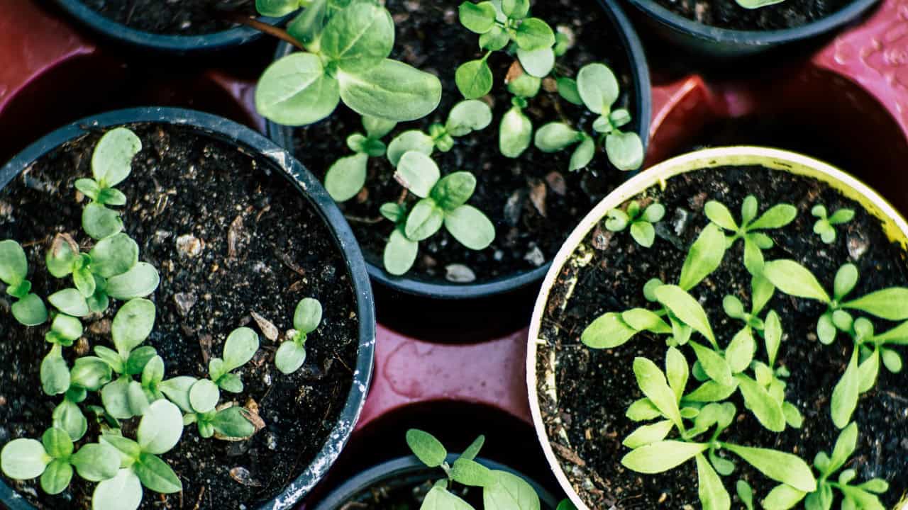 Markus Spiske/Pexels