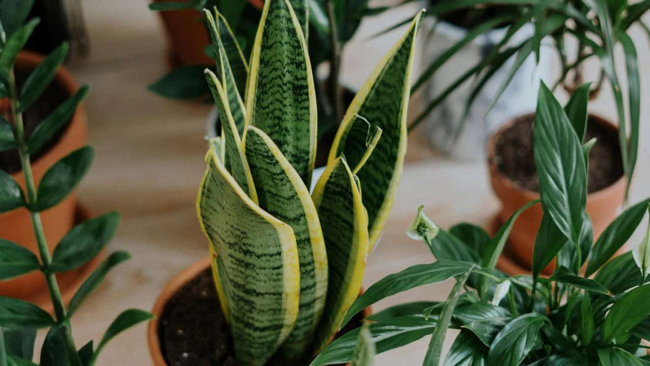 cottonbro studio/Pexels