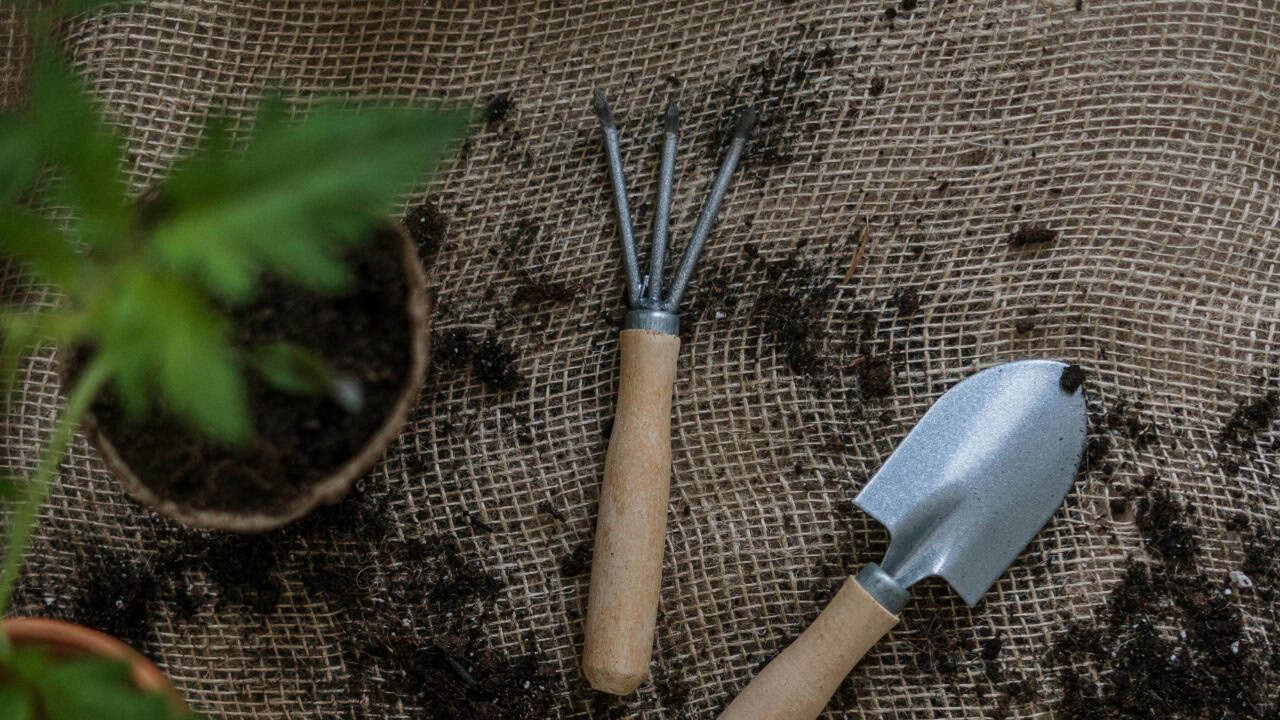 cottonbro studio/Pexels