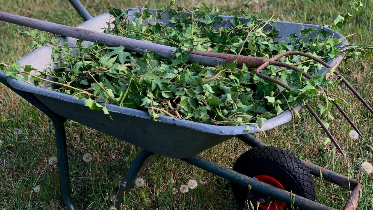 Karen Massari/Pexels