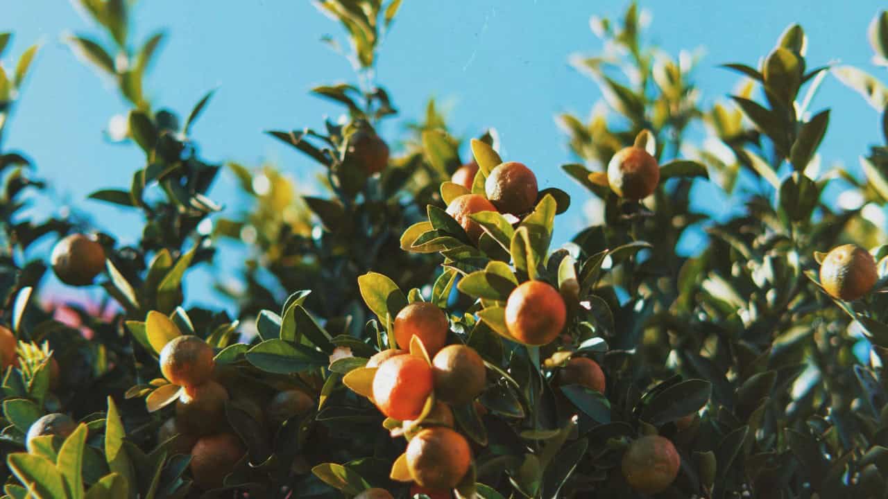 Lena Khrupina/Pexels