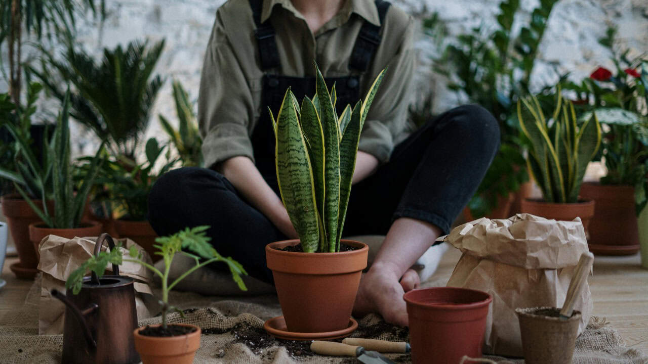 cottonbro studio/Pexels