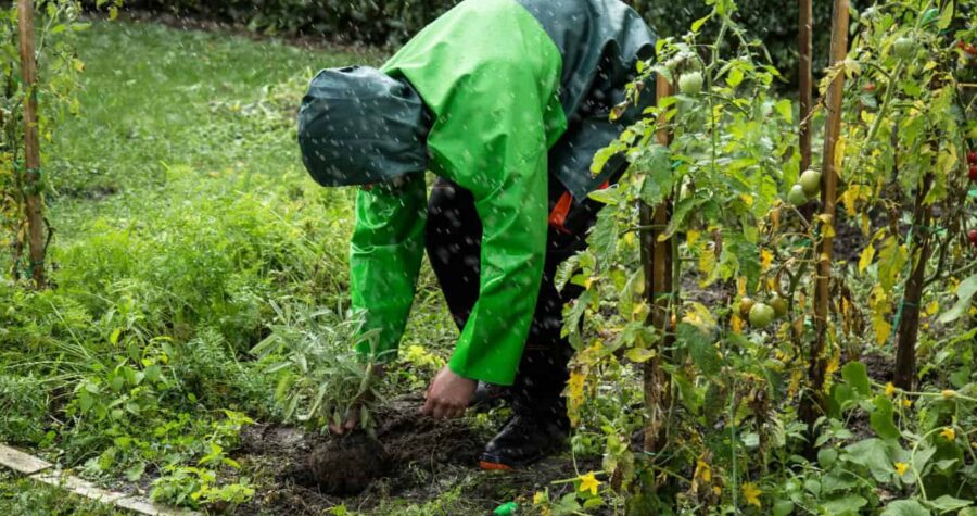 Marianna Zuzanna/Pexels