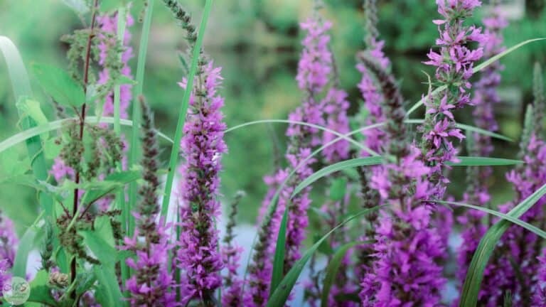 Marvin Henner/Pexels