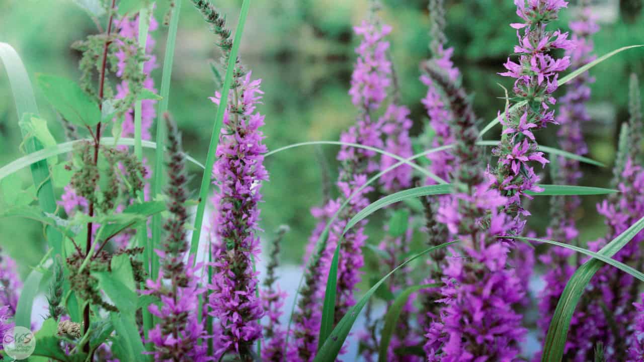 Marvin Henner/Pexels