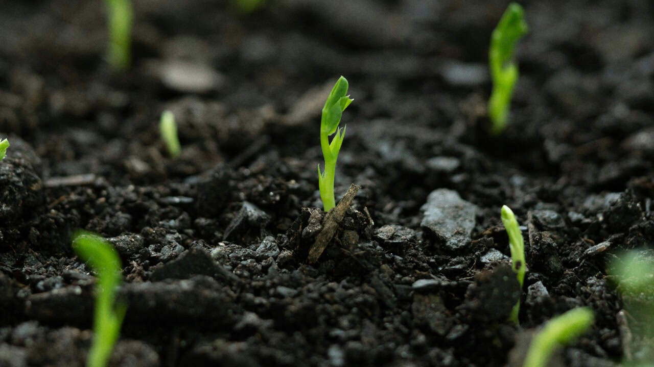 norajanelong/Unsplash