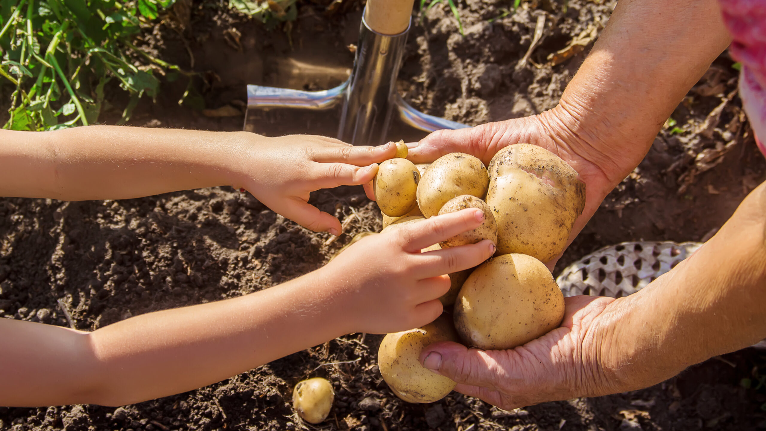 organic homemade vegetables harvest potatoes. Selective focus. nature