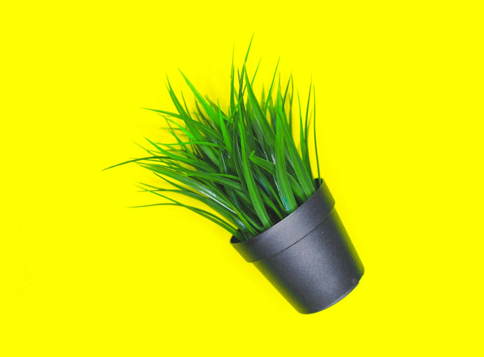 Still life plastic plant 👋 Small donation -> huge appreciation paypal.me/DanieleFranchi 🙏🙏🙏71