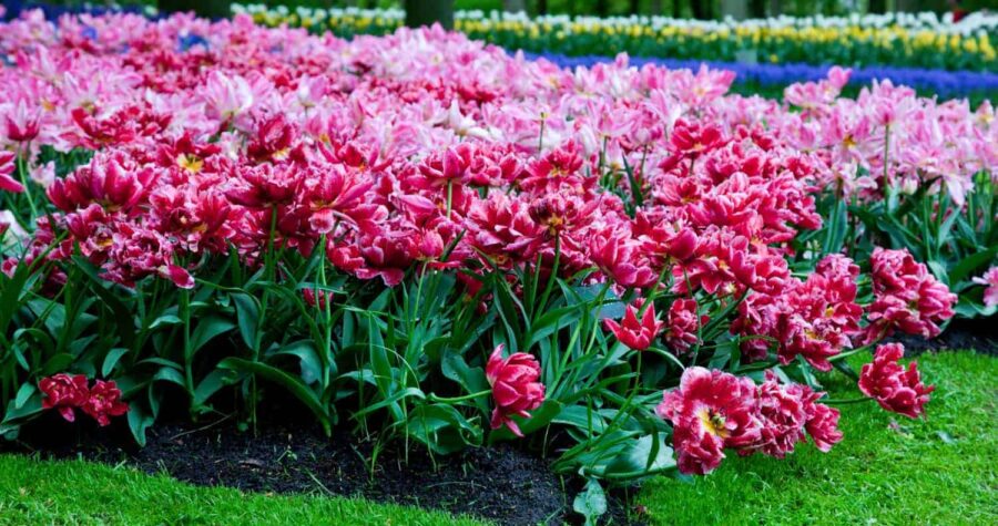 flower in garden moon plant