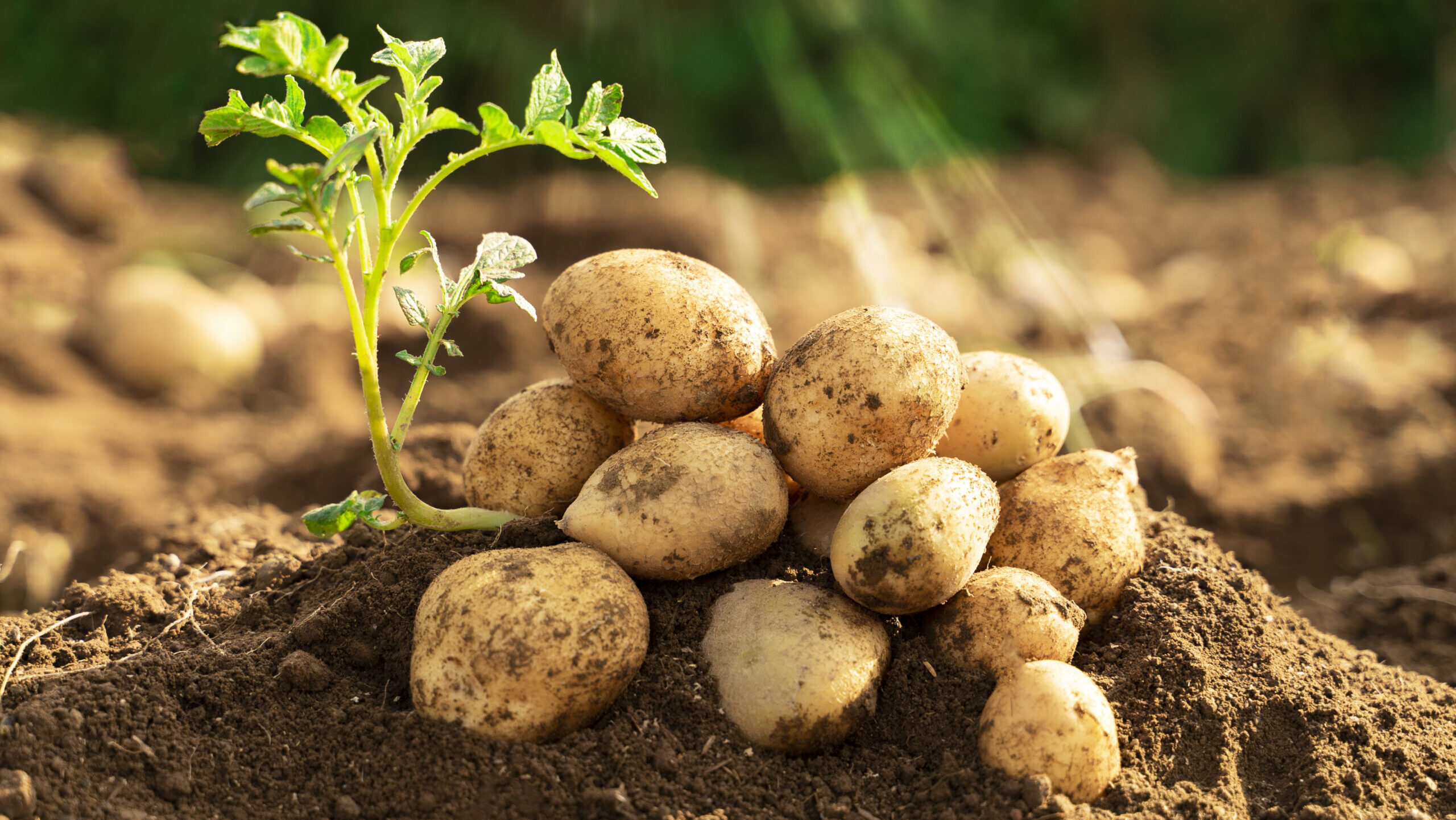 organic homemade vegetables harvest potatoes. Selective focus. nature