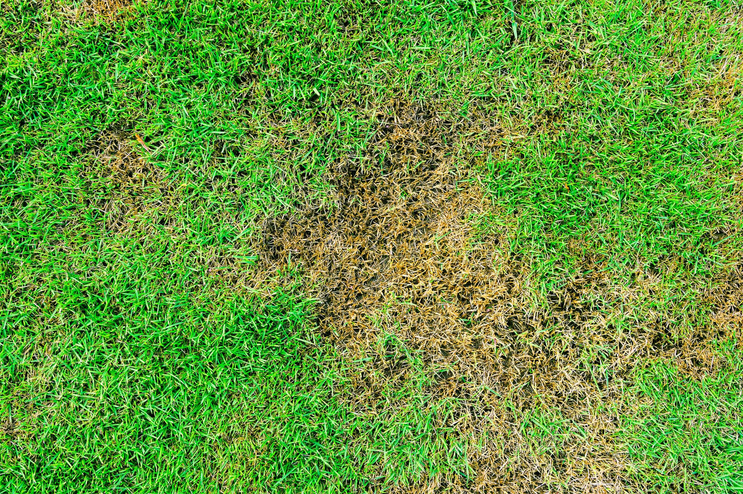 brown patch in lawn. grass, yellowing grass