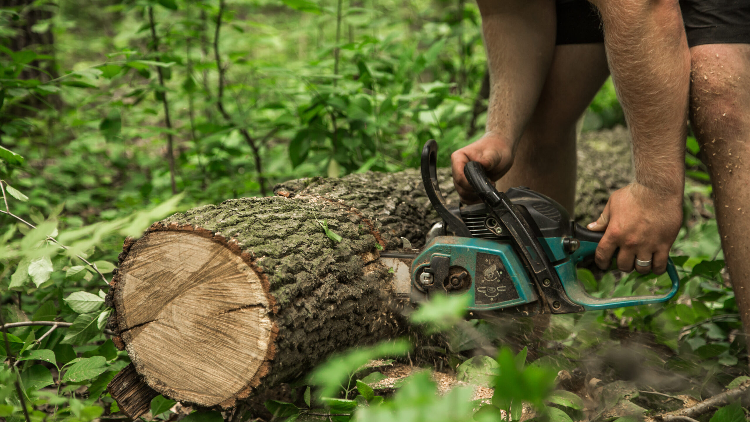 A man with a chainsaw cuts a tree in the forest ,closeup