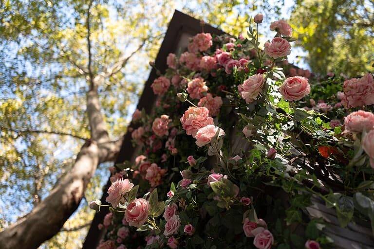 13 Climbing Plants That Add Instant Drama