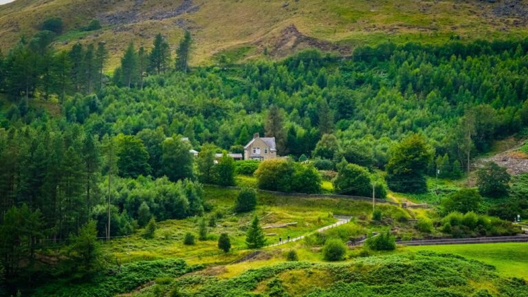 The Best Shade Plants for a Woodland Look