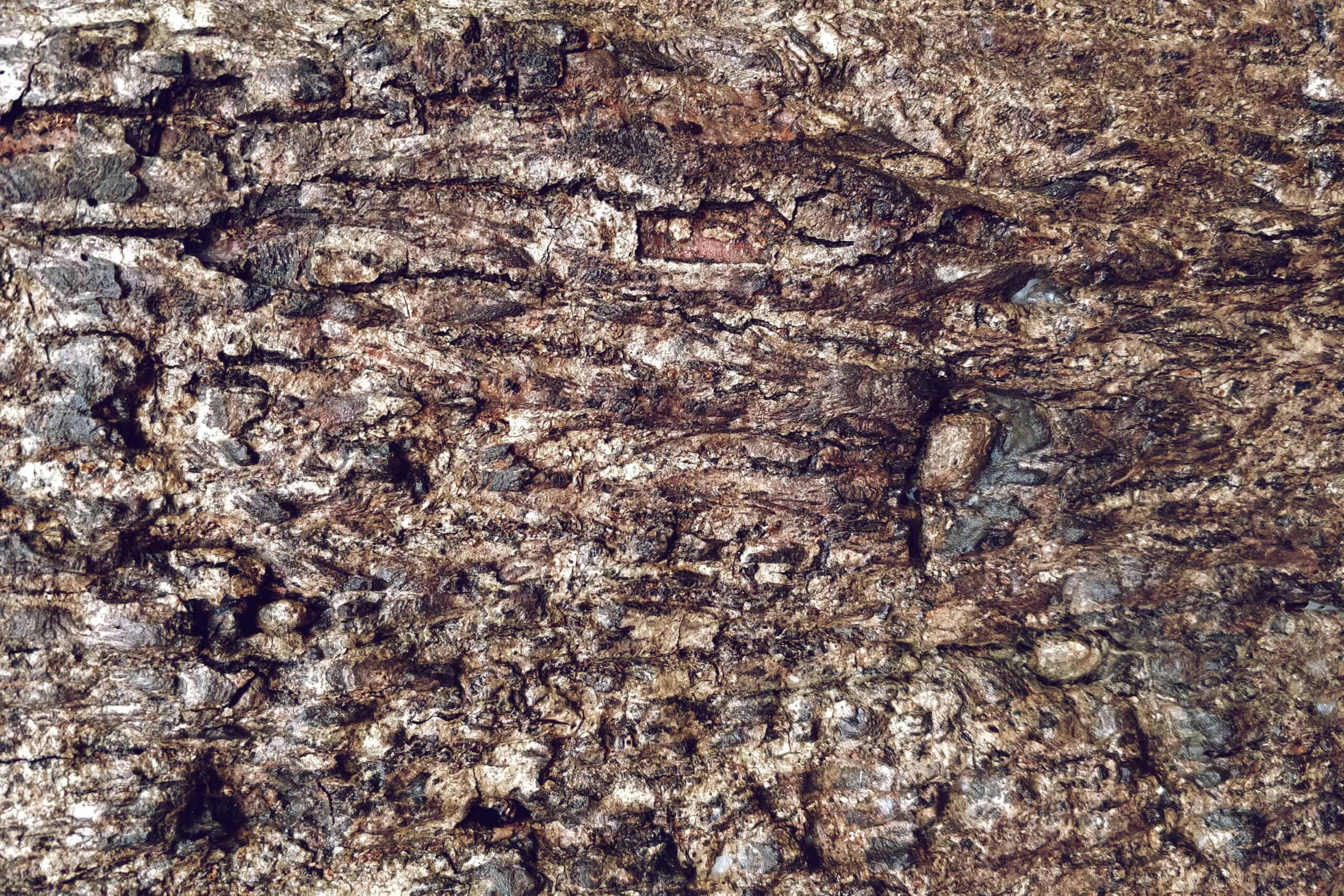 Close-Up of Moldy Bark Mulch