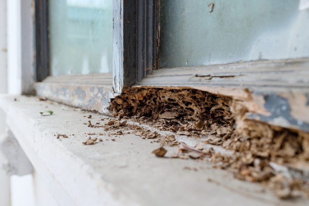 Evidence of termite damage to a wooden structure, deteriorating home due to pest infestation, signs of neglected home maintenance, or a homeowner discovering structural damage caused by insects