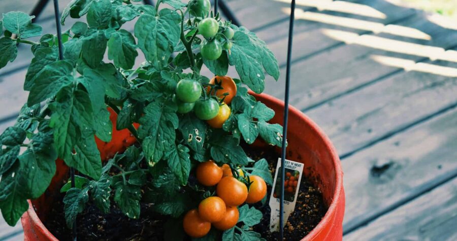 tomato plant in container