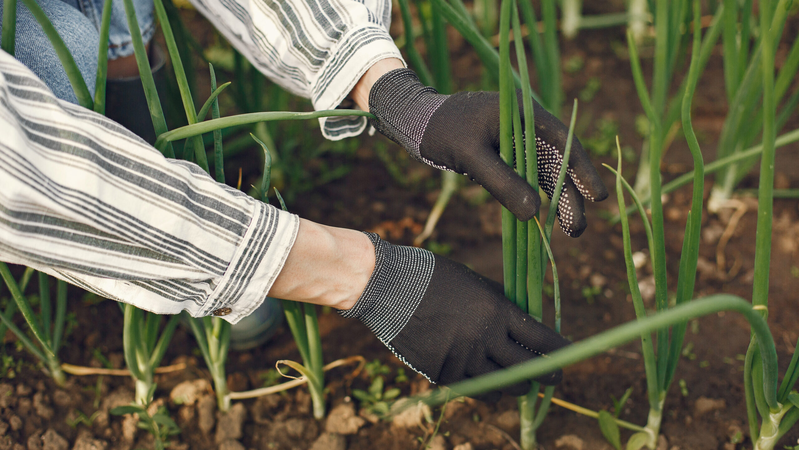 Young woman harvesting fresh seedlings. Lady in a hat. Girl in a garden.