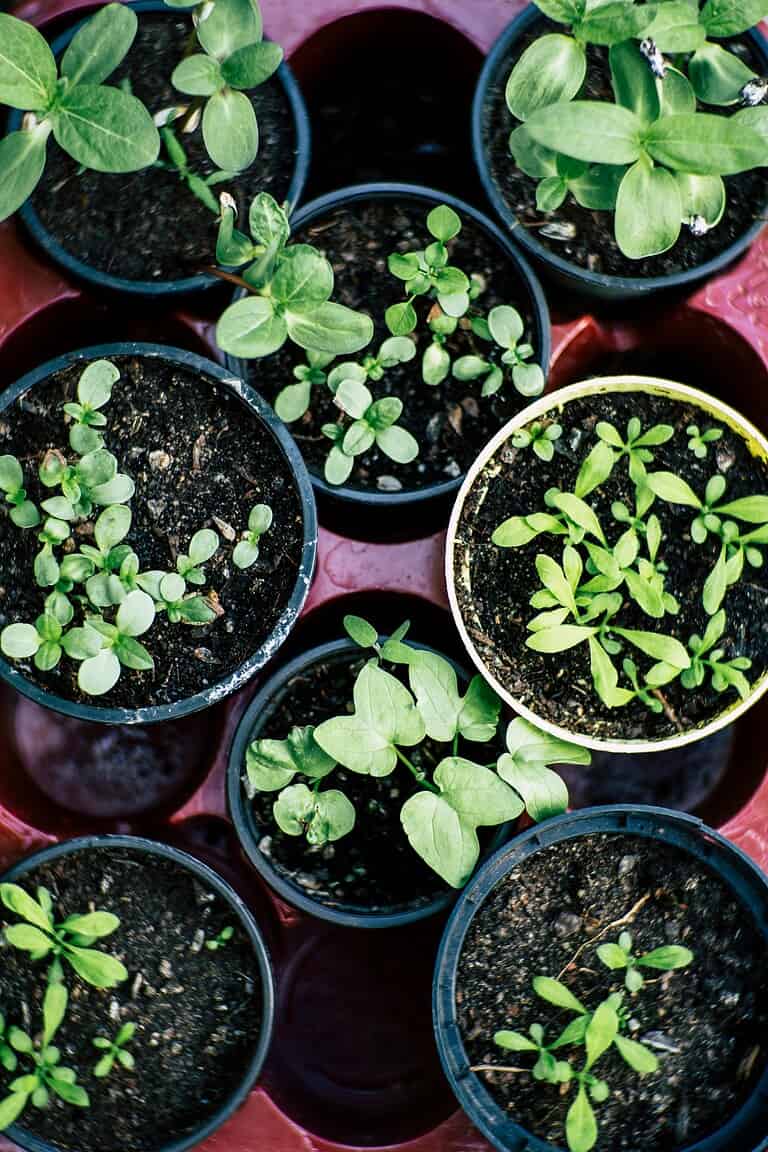 vegetables you can start right now including lettuce spinach and tomato seedlings