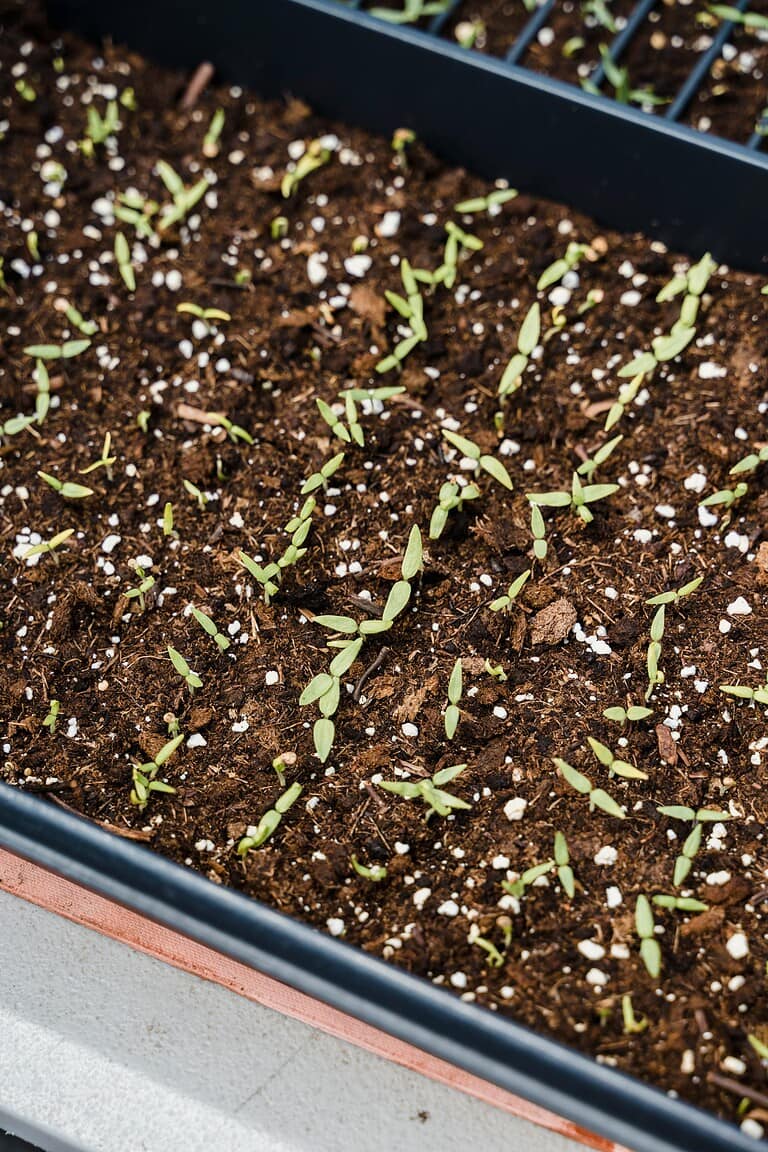 When Is It Too Early to Start Seeds? (And How to Know for Sure)