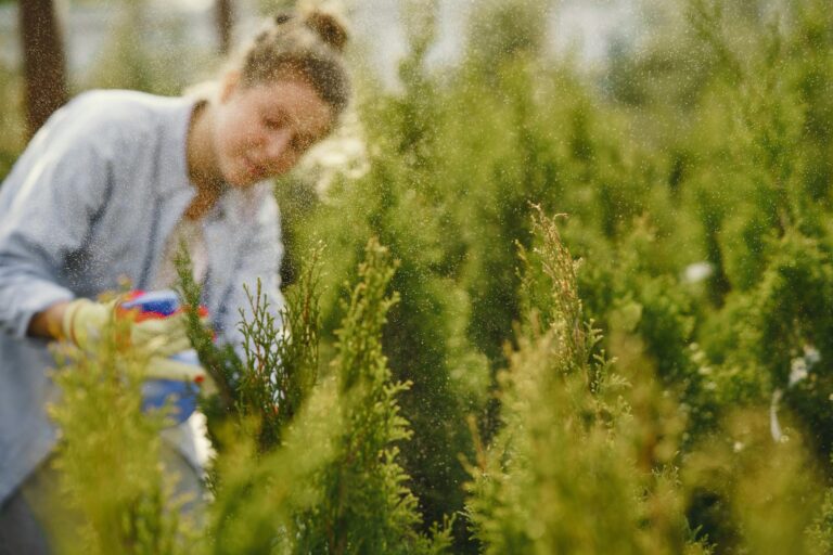 A gardener sprays water on bushes for fresh growth. Outdoor horticulture scene.