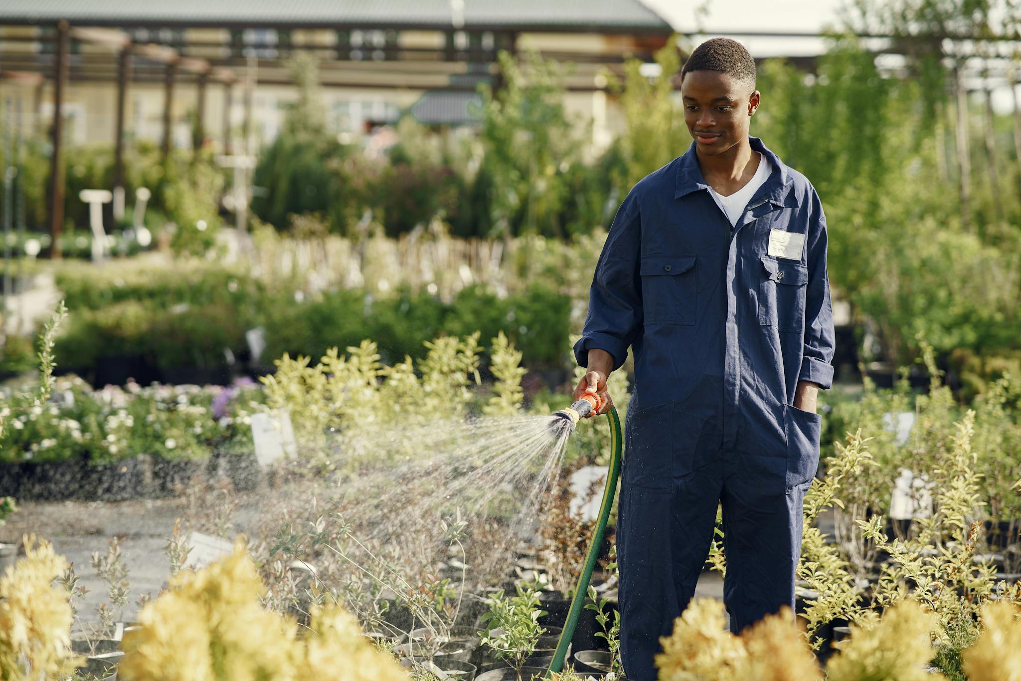 A smiling gardener in coveralls waters plants in a sunny outdoor nursery.