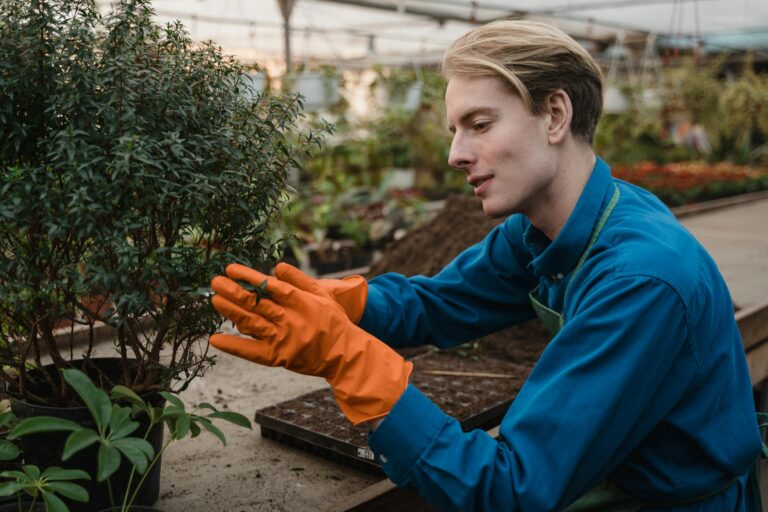 Adult gardener in blue shirt and gloves pruning plants in a greenhouse.