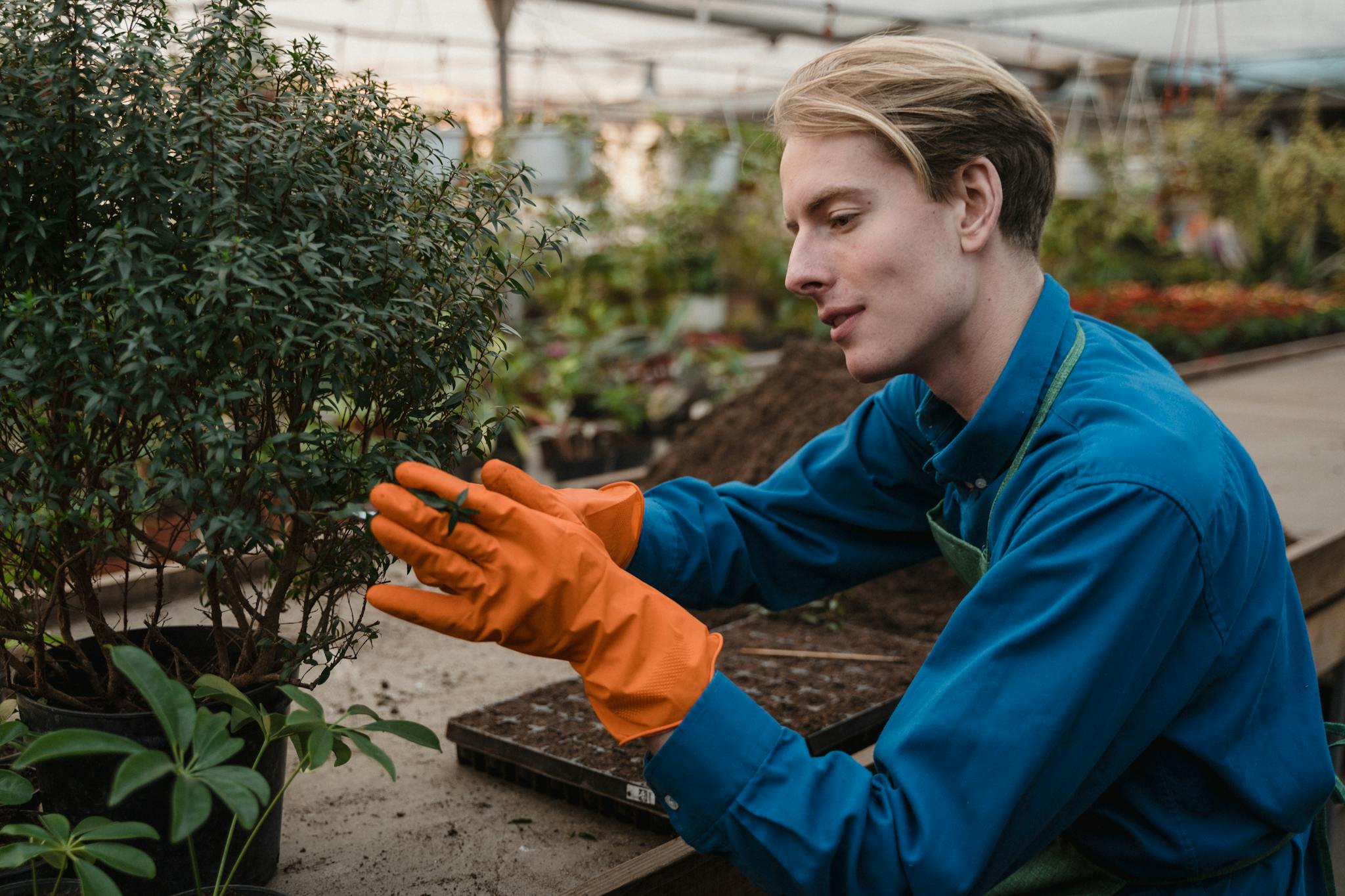 Adult gardener in blue shirt and gloves pruning plants in a greenhouse.