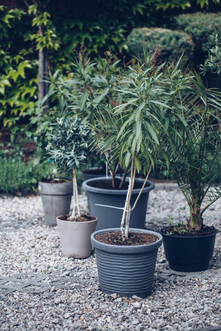Close-up of assorted potted plants in an outdoor garden with gravel path.