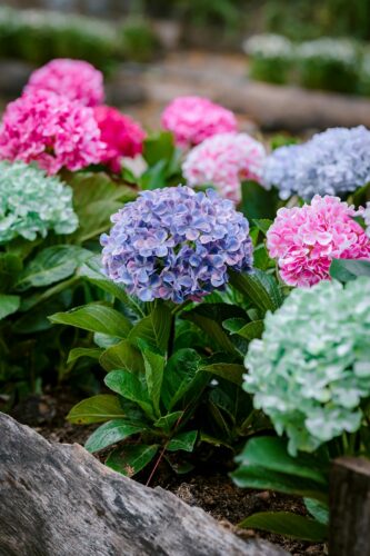Colorful hydrangea flowers in a lush outdoor garden, showcasing shades of pink, purple, and blue.