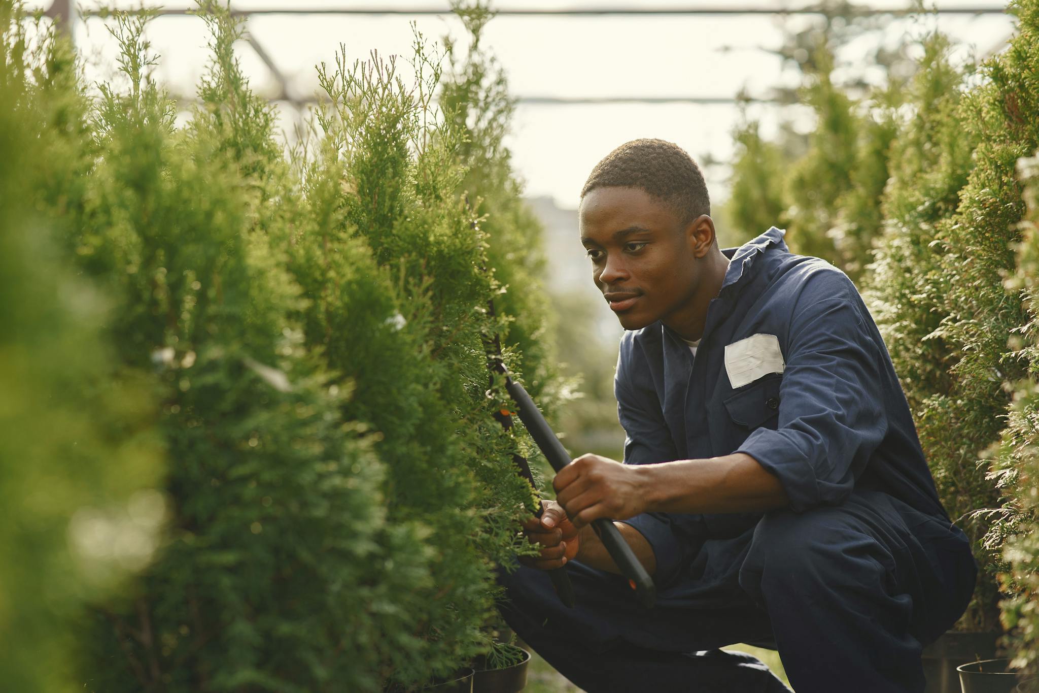 Young male gardener squatting while trimming plants in an outdoor nursery, wearing blue coveralls.