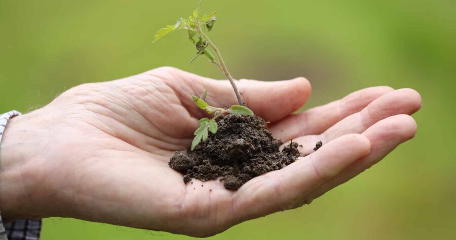 planting, garden, seed, hand